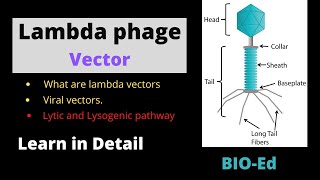 Lambda phage Vector  rDNA Technology [upl. by Tillo569]