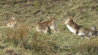 Mad March hares on Rathlin Island [upl. by Ynalem]