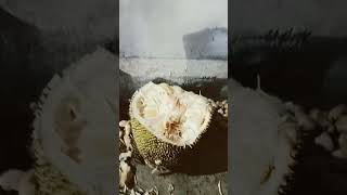 palapalam jack fruit [upl. by Teilo]