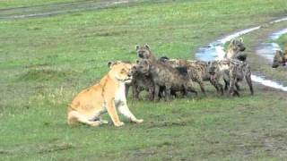 Hyenas surround Lioness and laugh [upl. by Odo]