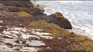 Sargassum warning [upl. by Zelig]