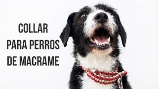 Collar para perros de macramé [upl. by Koss]