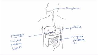 Enzymes In Digestion  GCSE Science  Biology  Get To Know Science [upl. by Zerlina482]