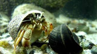 Common goby and hermit crab in native tank in Ireland HD [upl. by Newra]