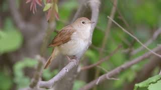 Słowik Rdzawy Common Nightingale Luscinia megarhynchos [upl. by Lesig588]