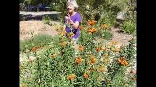 Lions tail  Leonotis leonurus [upl. by Anwahsat613]