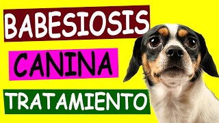 BABESIOSIS CANINA Causas y Tratamiento [upl. by Hillyer]