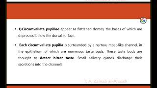 histology lec4 part 6 Circumvallate papillae [upl. by Gustie]