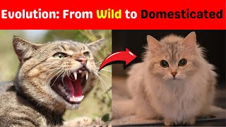 The Evolution of the Domestic Cat From Wild to Tame  Vets Now [upl. by Homerus]