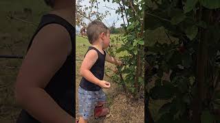 Family time together picking blackberries [upl. by Nicolella]