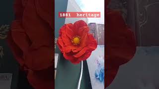 1881 heritage shortsvideo [upl. by Cindra]