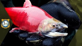 Fish Hatchery Documentary [upl. by Yendroc]