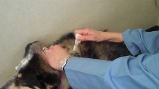 How to Apply Flea amp Tick Topical Medication to a Pet [upl. by Gerry596]