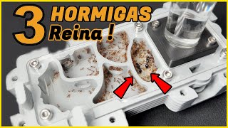 MILLONES DE HORMIGAS 🤯 no clickbait [upl. by Pattin]