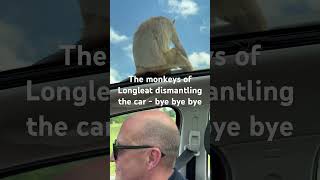 Monkeys Gone Wild at Longleat Safari Park Car Trouble in the Monkey Enclosure 🐒🚗 [upl. by Lorens]