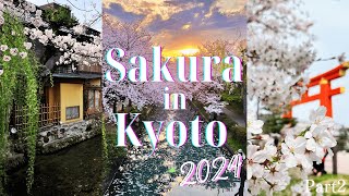 Sakura in Kyoto 2024 Part2  cherry blossom hunting [upl. by Aisayt979]