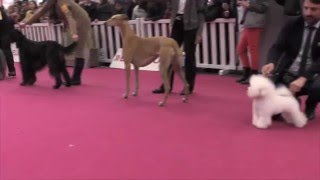 Finale du Concours Général Agricole 2016 [upl. by Assiar]