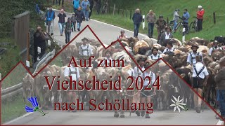 Viehscheid 2024 Schöllang [upl. by Okin]