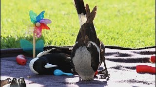 Australian Magpies Playing by The Magpie Whisperer [upl. by Healey474]