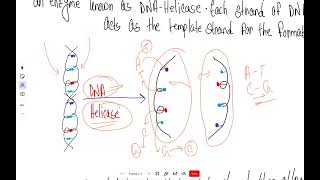 EDEXCEL IAL BIOLOGY UNIT 1 Replication Of DNA Part 1 [upl. by Anilave]