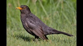 Karatavuk Ötüşü  BLACKBIRD SONG  ViraaV [upl. by Chandal388]