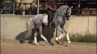 Mejorante 2016 Lusitano 153H [upl. by Attenod582]