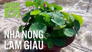 Bí quyết trồng sen trong chậu nhiều hoa tươi lâu  VTC16 [upl. by Elleraj358]