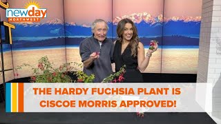 The Hardy Fuchsia plant is Ciscoe Morris approved for any garden  New Day NW [upl. by Ihcehcu]