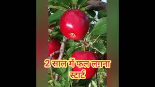 grafted apple treeसेव का पौधा कहा मिलेगाहम देगे सेव के पौधे [upl. by Ever]