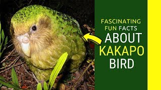 kakapo facts for kids Amazing Facts about Kakapo bird [upl. by Reis412]