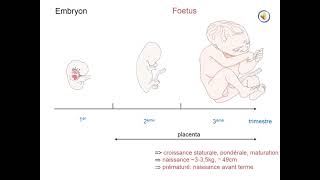 Développement embryonnaire et devenir des feuillets [upl. by Darius]