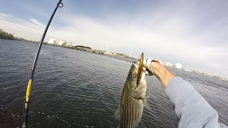 SP Minnow Striped Bass Fishing Upper Narragansett Bay 05182016 [upl. by Gawlas951]