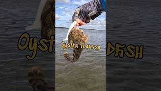 Toadfish vs Man the Oyster toadfish toadfish venomous fishing inshorefishing [upl. by Isewk]