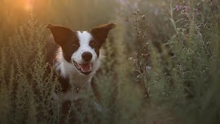 Taz Border Collie Puppy  6 Months Birthday  TRICKS amp FUN [upl. by Kloman]