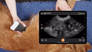 Canine Abdominal FAST Exam [upl. by Essenaj]