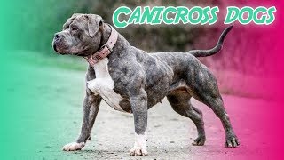 10 Best Canicross Dog Breeds [upl. by Finstad766]