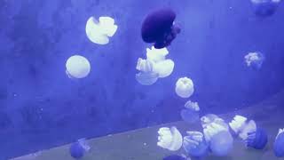 Dreamy Jellyfish Soothing Meditation Ambient Calm Relaxing Peaceful Music Ocean Sea World HD [upl. by Perzan549]