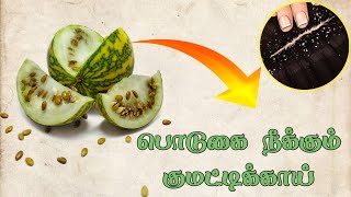 குமட்டிக்காயின் பயன்கள்Benefits of Citrullus colocynthis [upl. by Nniw119]