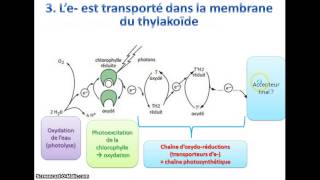 La phase photochimique de la photosynthèse [upl. by Rona]