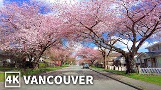 【4K】Vancouver Spring Walk with Cherry Blossoms 🌸Metro Vancouver  Burnaby  Travel Canada [upl. by Schluter451]