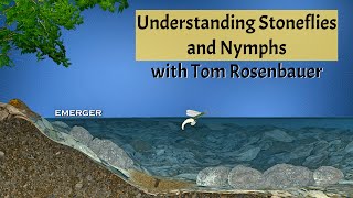 Understanding Stoneflies and Nymphs with Tom Rosenbauer [upl. by Aridni]