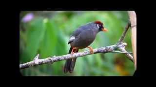 Spectacled Laughingthrush [upl. by Yreffoeg]