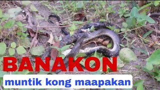 BANAKON KING COBRA NGA NAGLUNO HYBERNATE  MOST DANGEROUS SNAKE [upl. by Noellyn]