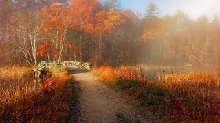 Misty Autumn Morning in New England 🍂 4K Walk  Binaural Audio Nature amp Walking Sounds [upl. by Maiah]