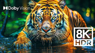 WILD WORLD DOLBY VISION™  EXTREME COLORS 8K HDR [upl. by Moitoso]