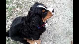 Training our Bernese Mountain Dog Puppy To Sit [upl. by Tenrag]