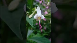 Clerodendrum serratum verbenacea familynature forestflowertrending flowers forestgardenflora [upl. by Tnerual]