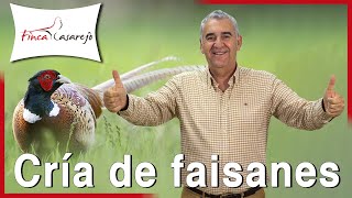 10 apuntes sobre la cría de faisanes [upl. by Onitsuaf]