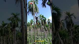 Real life SUPERMAN 😱  Amazing Arecanut Tree Climbing Man [upl. by Izy]