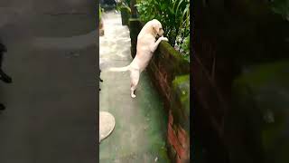 Honey Bunny Enjoy The Day 🤗 dog labrador pomeranian ytshorts youtubeshorts shorts [upl. by Marybeth]